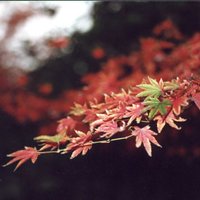 注电老高