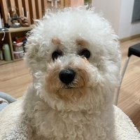 带上狗哥出去丸