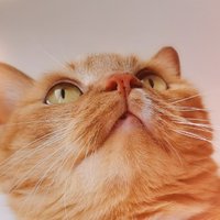 老猫718