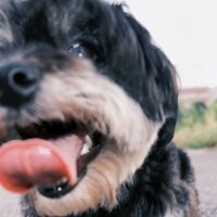黑泽野鬼