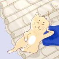 白鸽bg
