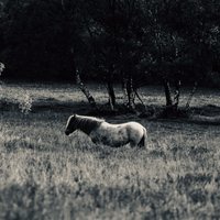 撩稽小李