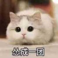这辈子不会有猫了