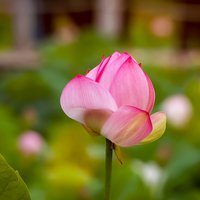 缠中菩提