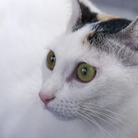 阿拉斯加肥猫