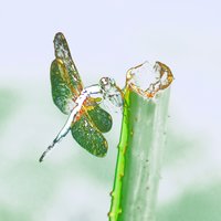何光尘