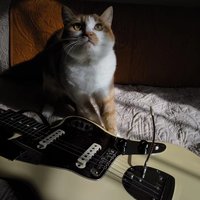 大花猫rockzzz