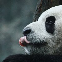 熊猫不在动物园