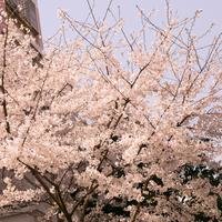 mashal