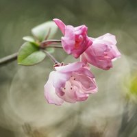 我是一只罗汉果