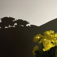 绍兴的泡泡同学