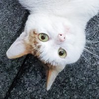 老袁家的小圆子