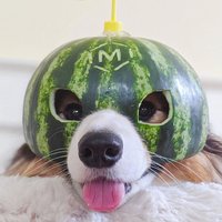 橙杍
