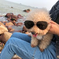 可乐味百事