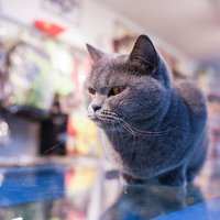 要做只猫