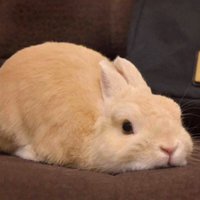一只何探花