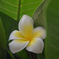 简帛