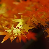 驾摄天下