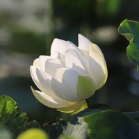 蓝雨662