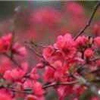 桃李不言533