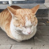 尘心如练Y