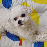 pangxx