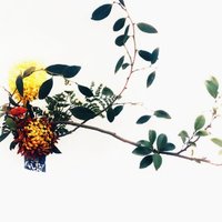 大狮后裔