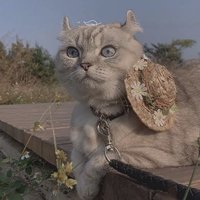 爱拍照的苡米