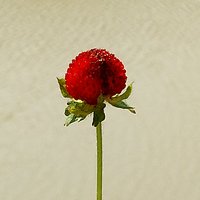 图攸攸