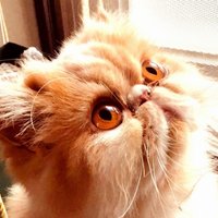 秋呢