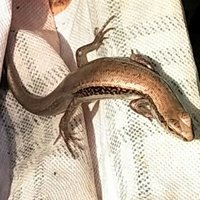 日子里头