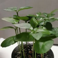 一指随缘