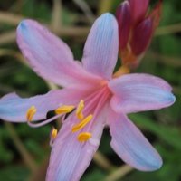 秦显花