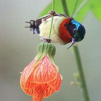 吾系好明