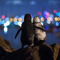 PenguinandPenguin