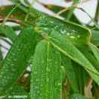 萧雨竹