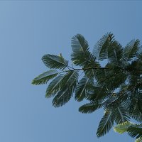 风笑笑chandler