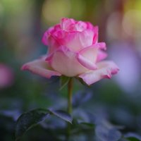 花农安玉