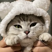 Lzzpipi