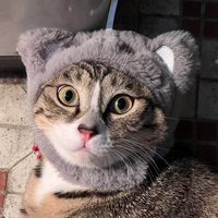冷漠肥猫