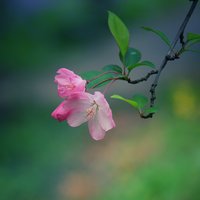 GR_Wang