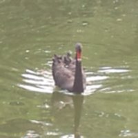 方虹