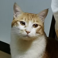 脏脏猪