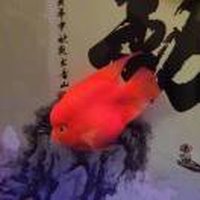 真心拥有400