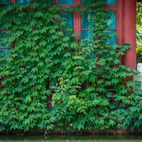 简生129