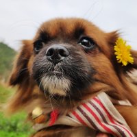 叫我北辰大人