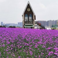 镇江木兰