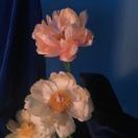 杨孤孤