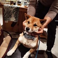 Foxlkdc
