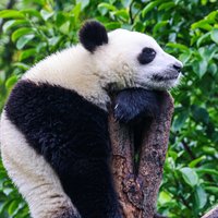 兔爸律师